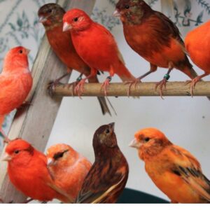Canaries Reds And Red Crested