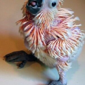 Cockatoo Moluccan
