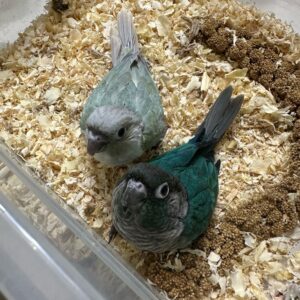 Conure Turquoise Split To Violet