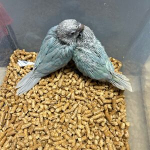 Conure Violet Greencheeks