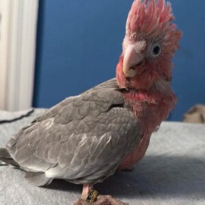 Cockatoo Rose Breasted