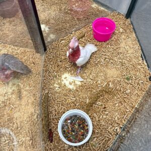 Cockatoo Lutino Galah