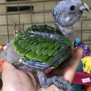 Amazon Orange Winged