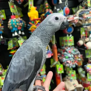 African Grey Parrot